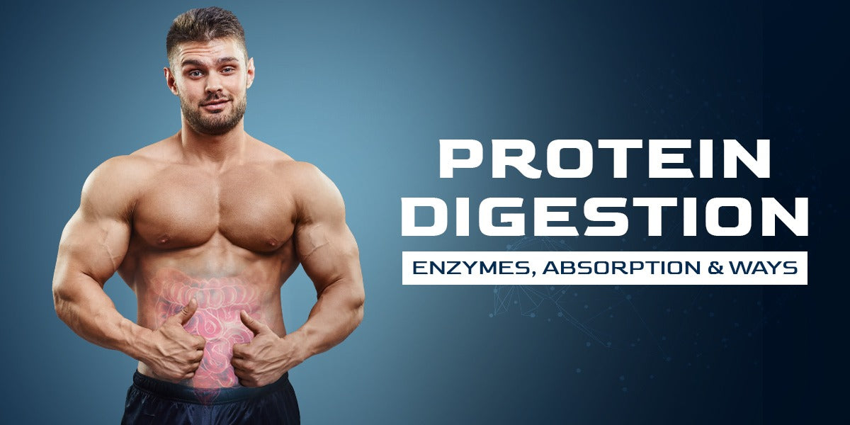 Protein Digestion Enzymes, Absorption, and Ways GetMyMettle